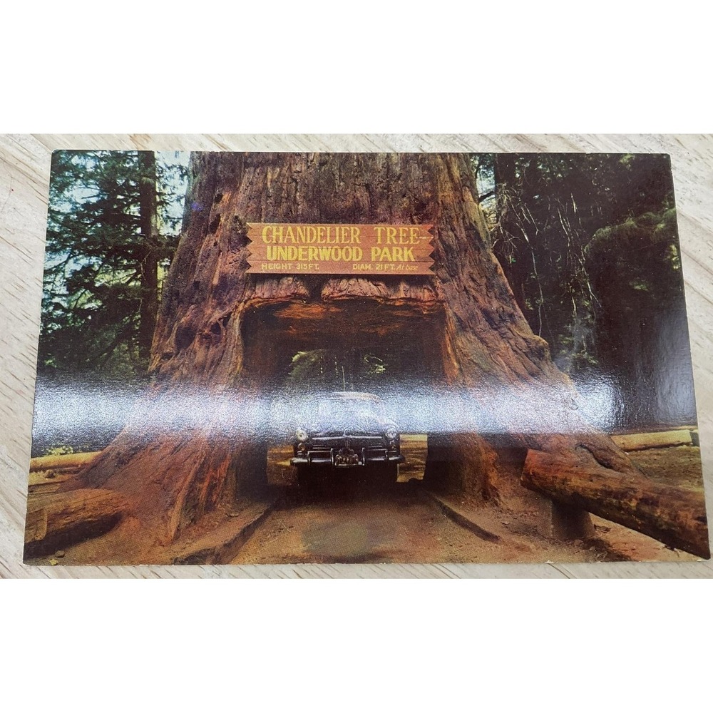 Vintage Chandelier Drive-Thru Tree Underwood Park Mike R Postcard 5.5x3.5 In